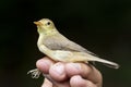 Scientist holding a melodious warbler during a bird ringing session Royalty Free Stock Photo