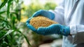 Scientist holding modified corn seeds in greenhouse study Royalty Free Stock Photo