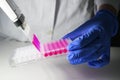 Scientist holding Multi channel pipette withdrawing pink color solution from 96 well plate for biomedical research with white