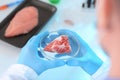 Scientist holding Petri dish with meat sample in laboratory, closeup Royalty Free Stock Photo