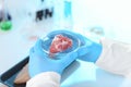 Scientist holding Petri dish with meat sample in laboratory, closeup Royalty Free Stock Photo