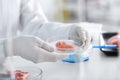 Scientist holding Petri dish with meat sample in laboratory, closeup Royalty Free Stock Photo