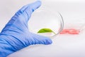 Scientist holding a Petri dish with plant.