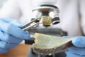 Scientist holding piece of moldy bread with tweezers near microscope closeup