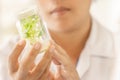 Scientist holding plant tissue culture bottle, performing laboratory experiments. Small Asparagus in test bottle. Soft