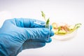Scientist holding samples of plants Royalty Free Stock Photo