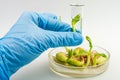 Scientist holding samples of plants Royalty Free Stock Photo