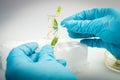 Scientist holding samples of plants Royalty Free Stock Photo