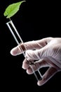 Scientist holding test tube with seedling