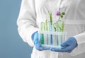 Scientist holding test tubes with plants in holder on color background Royalty Free Stock Photo