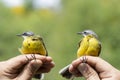 Scientist holding two western yellow wagtail during a bird ringing session