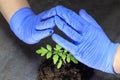 A scientist holds a sprout in his hands. this is tomato The concept of protecting plants from extinction