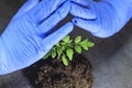 A scientist holds a sprout in his hands. this is tomato The concept of protecting plants from extinction