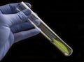 Scientist holds a test tube with a green leaf inside Royalty Free Stock Photo