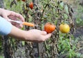 Scientist injecting chemicals into red tomato GMO. Concept for chemical GMO gm food. Genetically modified food advantages and
