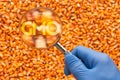 Scientist inspecting corn seed for GMO Royalty Free Stock Photo