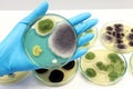 The scientist isolated Penicillium expansum grow with Malt Extract Agar media in Petri dish use for cultivate yeast, black molds. Royalty Free Stock Photo