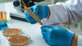 Scientist in laboratory analyzing wheat ears for genetic modification research and development Royalty Free Stock Photo