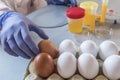 Scientist at laboratory investigates the crisis caused by the fraud of the contaminated eggs with fipronil