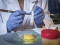 Scientist at laboratory investigates the crisis caused by the fraud of the contaminated eggs with fipronil