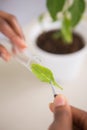 Scientist looking at sprouts in test tube Royalty Free Stock Photo