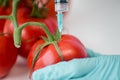 Scientist making injection in fresh tomatoes, gmo concept