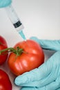 Scientist making injection in fresh tomatoes, gmo concept Royalty Free Stock Photo