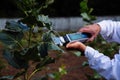 Scientist is measuring plant photosynthesis of young poplar tree using handheld portable photosynthesis system
