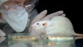 Scientist monitoring rat behavior after experiment, animal testing, development