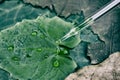 Scientist with natural drug and cosmetics research, Organic essence oil dropping on green leaf among dry damage leaves.