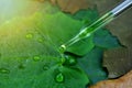 Scientist with natural drug and cosmetics research, Organic essence oil dropping on green leaf among dry damage leaves.