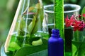 Scientist with natural drug research, Natural organic botany and scientific glassware, Alternative green herb medicine. Royalty Free Stock Photo