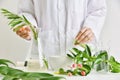 Scientist with natural drug research, Natural organic botany and scientific glassware, Alternative green herb medicine.