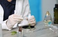 Scientist with natural drug research, Natural organic and scientific extraction in glassware, Alternative green herb medicine, Nat Royalty Free Stock Photo