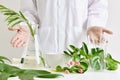 Scientist with natural drug research, Natural organic and scientific extraction in glassware, Alternative green herb medicine. Royalty Free Stock Photo