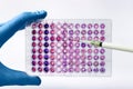 Scientist pipetting biological samples of cells into a 96-well microplate