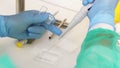 Scientist pipetting sample into a petri dish for analytical testing in a laboratory. close up