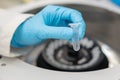 Scientist puts microcentrifuge tubes into centrifuge for phase separation Royalty Free Stock Photo