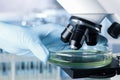 Scientist putting Petri dish with liquid under microscope. Laboratory analysis Royalty Free Stock Photo