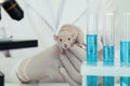 Scientist with rat in chemical laboratory, closeup. Animal testing