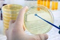 A scientist's hand holding a petri dish and loopful Royalty Free Stock Photo