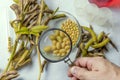 Scientist`s hand with a magnifying glass does soy analysis. Laboratory research. View from above