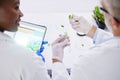 Scientist, science and hands, test tube and leaves, black woman and senior man with medical research in lab. Mentor Royalty Free Stock Photo