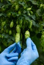 Scientist show two hops cones in hands on hop yard for beer