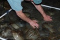 Scientist counting Horseshoe crabs at Night in water on Kitts Hummock a Delaware Bay Coastline