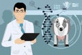 A scientist studies the genes of a cow Royalty Free Stock Photo