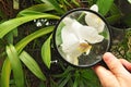 Scientist studying orchid plant Royalty Free Stock Photo