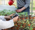 Scientist with tablet and sprouts in green house Royalty Free Stock Photo