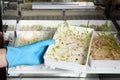 Scientist taking container with sprouted corn seeds from germinator in laboratory