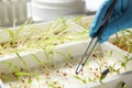 Scientist taking sprouted corn seed from container with tweezers. Laboratory analysis Royalty Free Stock Photo